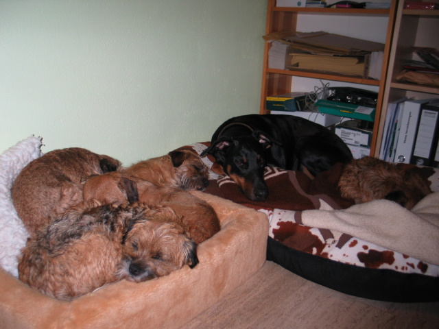 Borderhaufen mit Dobermann