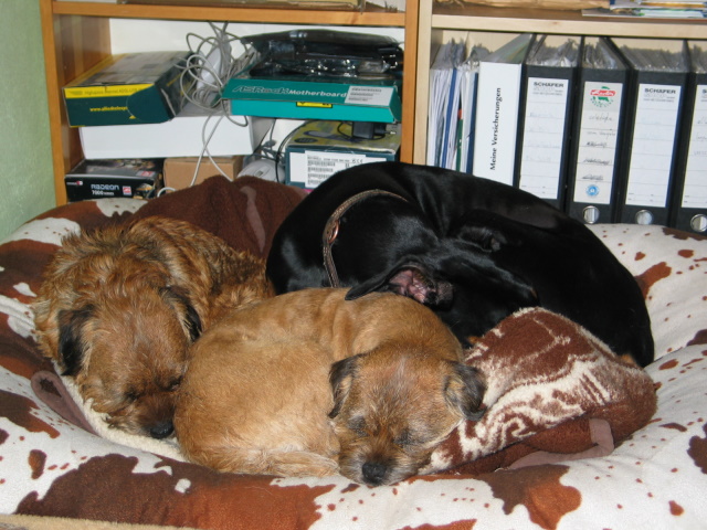 Borderhaufen mit Dobermann